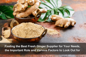 Fresh Ginger Supplier