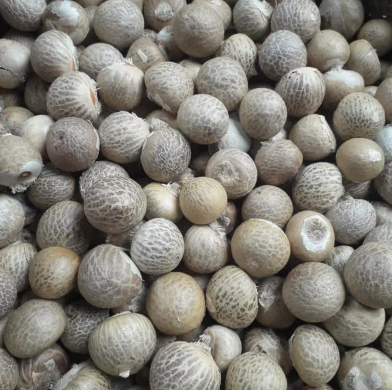 Indonesian betel nut