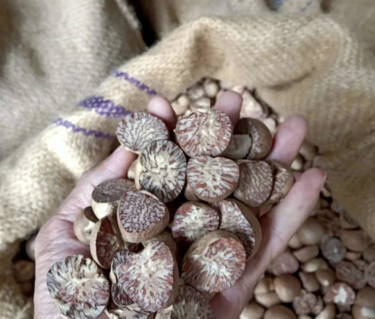 areca nut