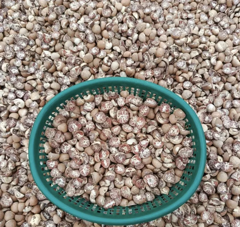betel nut