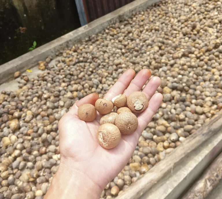 betel nut exporter