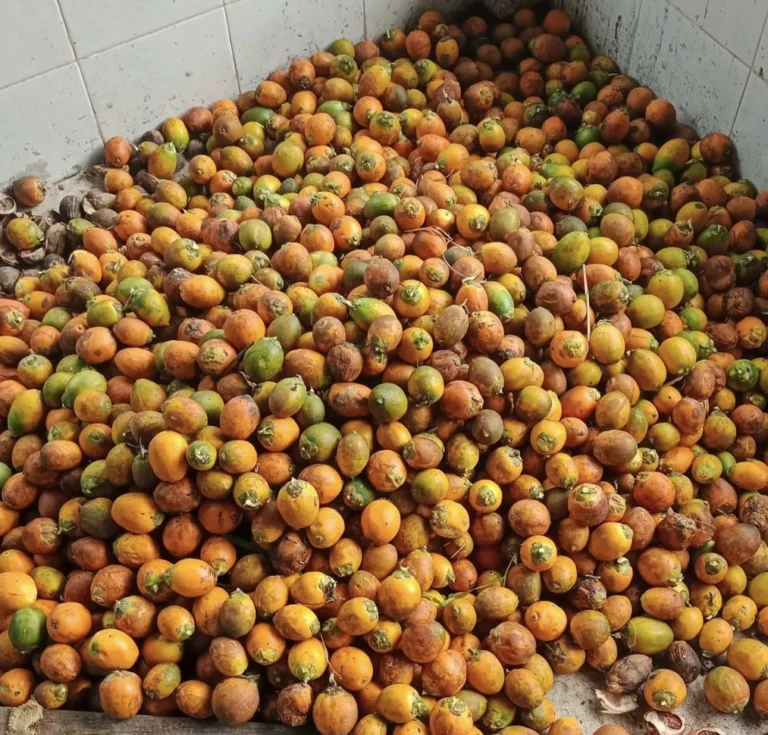 betel nut for export