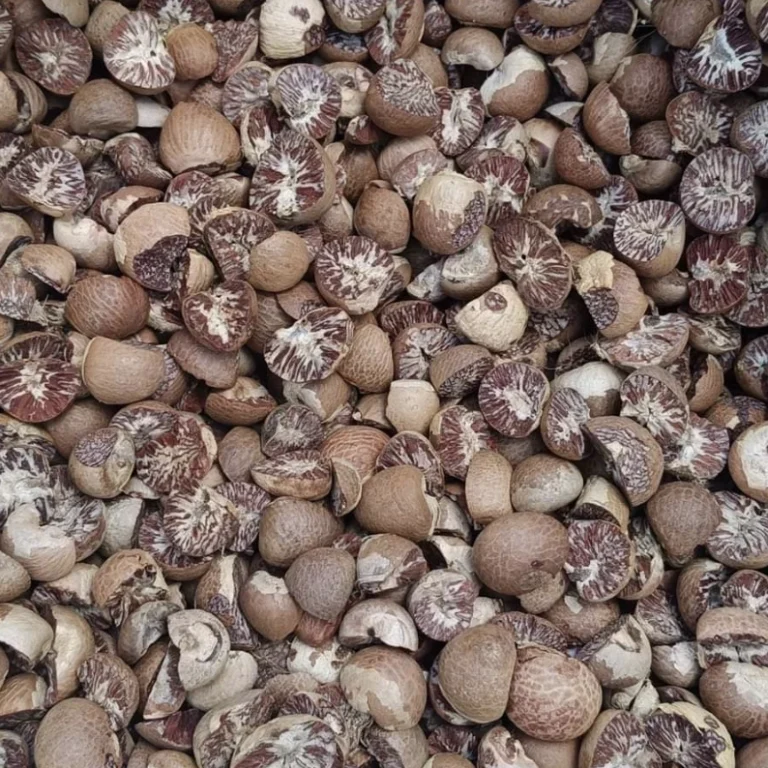 betel nut supplier