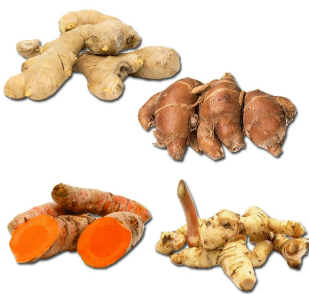 Comaparasion Galanggal, Turmeric Kentjur and Ginger