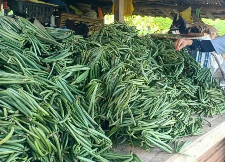 Bulk vanilla beans wholesale