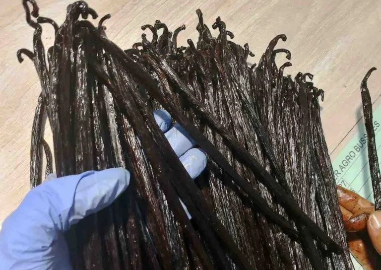 Grade A vanilla beans price