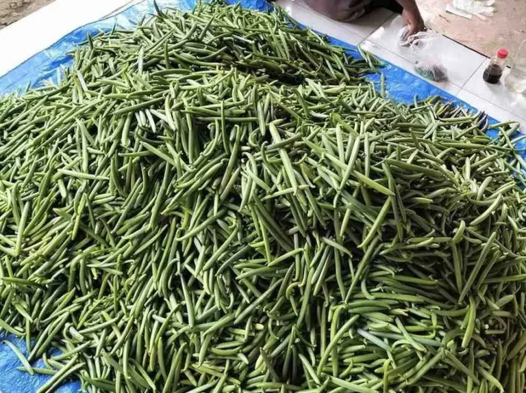 Indonesia Planifolia vanilla