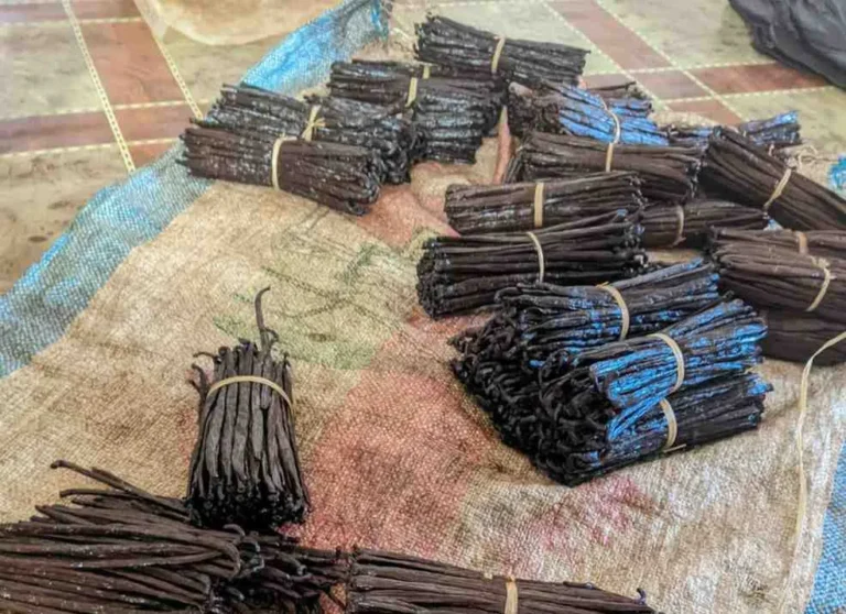 Vanilla bean curing process step by step